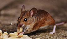 24 Hour & Emergency Exterminators in Quantico, VA